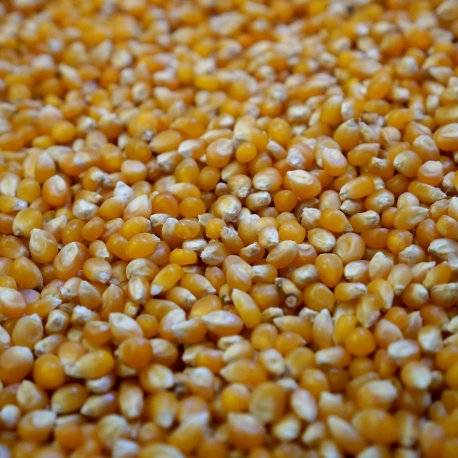 Popping Corn 5Kg